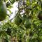 Pohon Alpukat (Photo by Matthias Oben: https://www.pexels.com/photo/avocado-fruits-hanging-on-tree-3687927/)