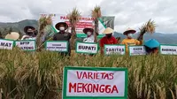 Panen perdana di lahan kolaborasi antara petani Desa Baluase, Sigi, BPTP Sulteng, Yayasan Pusaka Indonesia, dan Caritas, Rabu (7/4/2021). (Foto: Heri Susanto/ Liputan6.com).