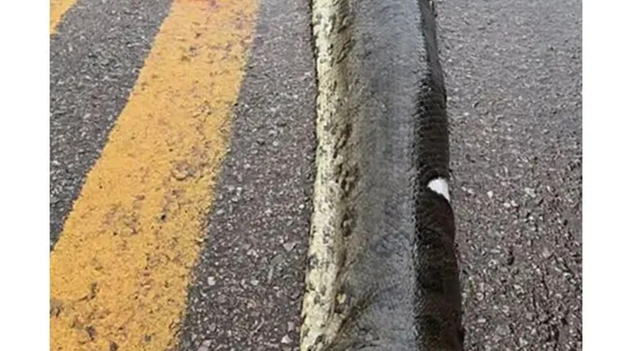 Tragedi Anaconda Hamil Mati Terlindas, 40 Bayinya yang Belum Lahir Tersebar di Jalan