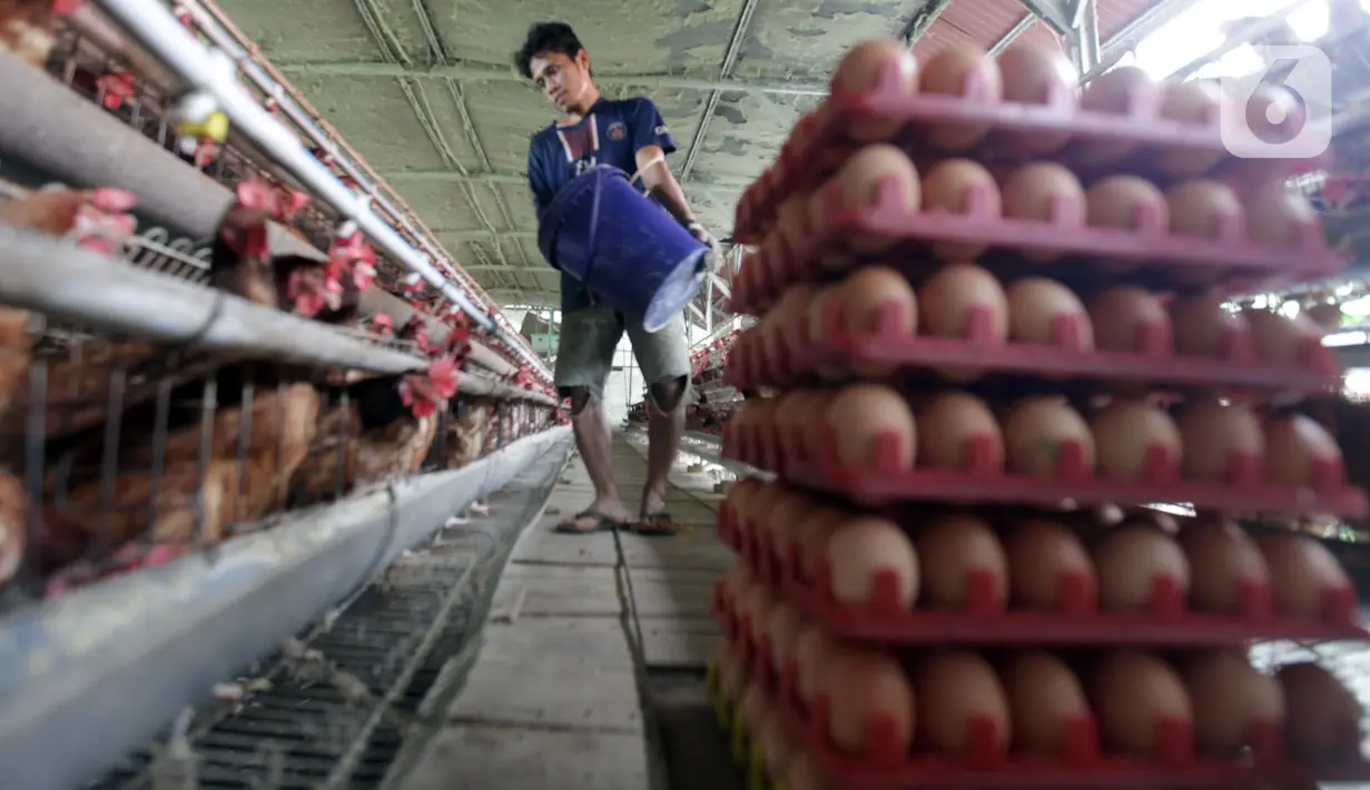 Perternak memberi makan ayam di perternakan kawasan Telaga Kahuripan, Bogor, Jawa Barat, Rabu (3/11/2021). Untuk saat ini, harga telur ayam di tingkat peternak rakyat masih saja rendah. (merdeka.com/Arie Basuki)