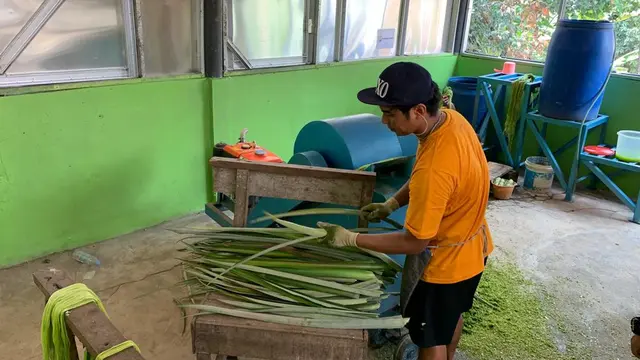 Proses produksi serat daun nanas di Desa Cikadu Kecamatan Cijambe Kabupaten Subang Provinsi Jawa Barat. (Deon/Liputan6.com)