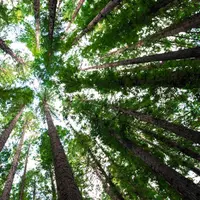 Ilustrasi pohon, hutan. (Photo by Arnaud Mesureur on Unsplash)