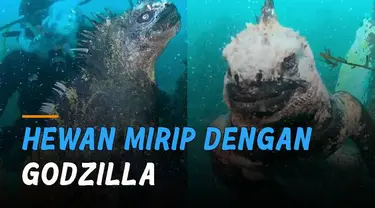 Iguana Laut  yang memiliki kemiripan dengan Godzilla ini hanya bisa ditemukan di Kepulauan Galapagos, Ekuador.