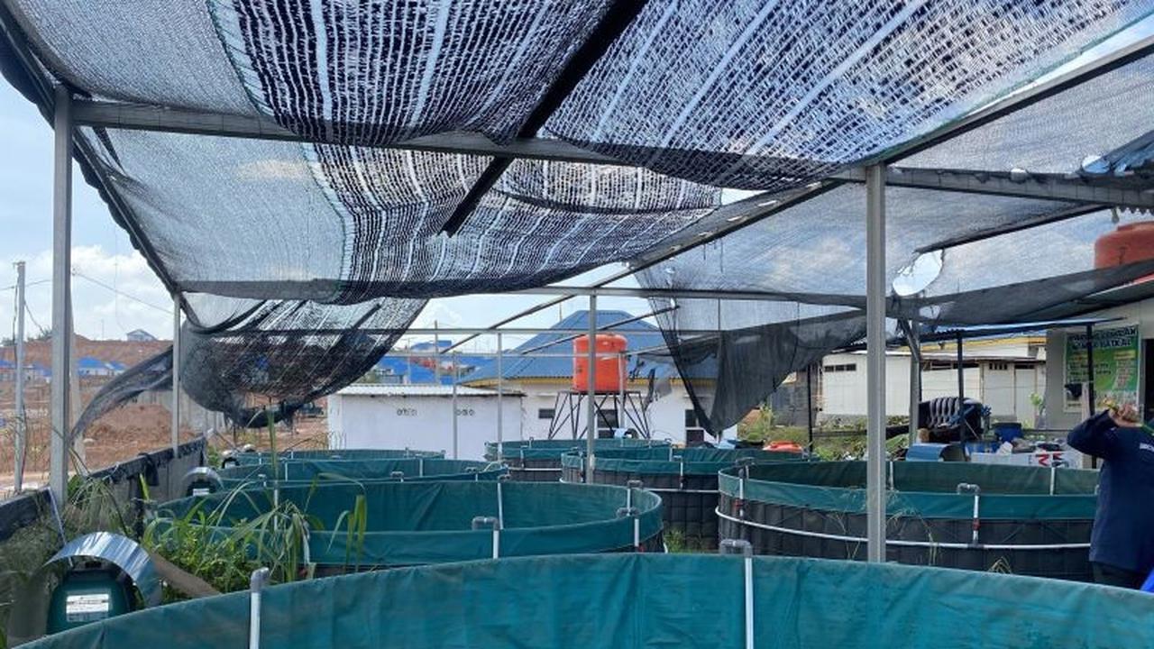 Budidaya Bioflok Batam: Solusi Efisien Dinas Perikanan Atasi Lahan Terbatas
