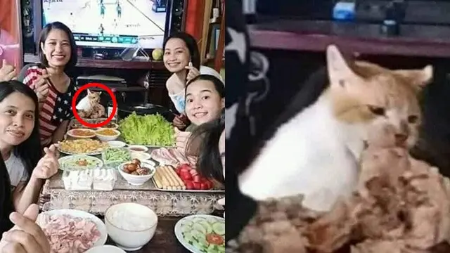 6 Momen Kucing Tertangkap Basah saat Mencuri Ini Kocak Banget