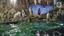 Sejumlah bayi penguin di Ocean Dream Samudra, Ancol, Jakarta Utara, Senin (13/3/2023). Sebanyak 5 bayi penguin Humbolt menetas di dalam habitat oleh lembaga konservasi Taman Impian Jaya Ancol setelah kedatangan pertama kalinya tahun 2019 dari total 15 penguin yang berada disana. (merdeka.com/Iqbal S Nugroho)