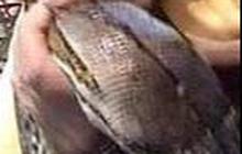 Ular Sanca Predator Ayam di Tangsel Dikepung Warga karena Petugas Damkar Tak Kunjung Datang