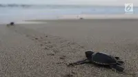 Berolahraga Sambil Lestarikan Penyu, Begini Caranya