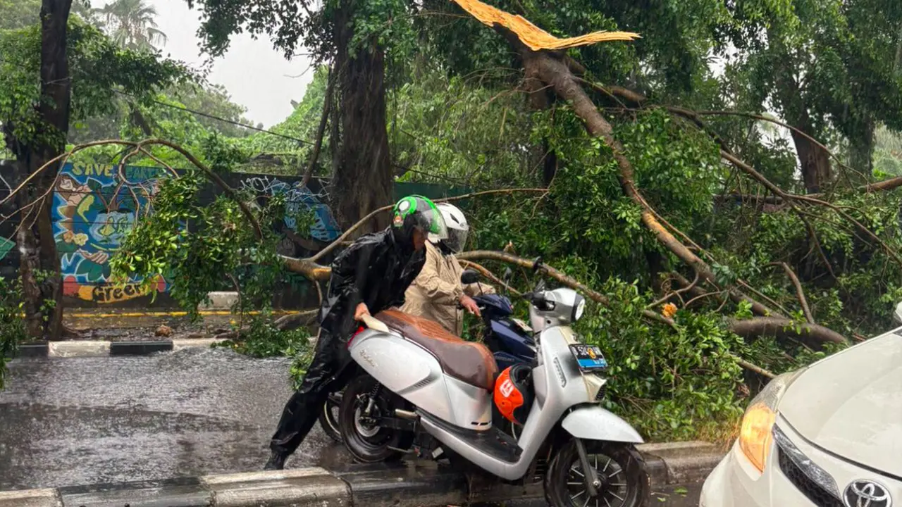 Hujan deras disertai angin kencang menyebabkan sebuah pohon tumbang di Jalan Jenderal Supeno Arteri Permata Hijau, Kelurahan Grogol Utara, Kecamatan Kebayoran Lama, Jakarta Selatan. (Liputan6/Luqman Rimadi)