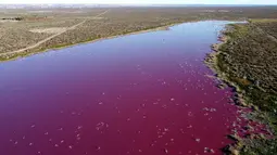 Pemandangan udara dari laguna yang berubah menjadi merah muda karena limbah industri perikanan, di provinsi Patagonian, Chubut, Argentina, pada 23 Juli 2021. Namun mereka menegaskan cairan yang dibuang tidak akan menyebabkan kerusakan dan akan hilang dalam  hitungann hari. (DANIEL FELDMAN / AFP)