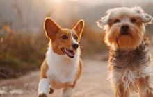 Anjing Kesayangan Keluarga Raja Ini Terpaksa Disuntik Mati, Penyebabnya Bikin Sedih