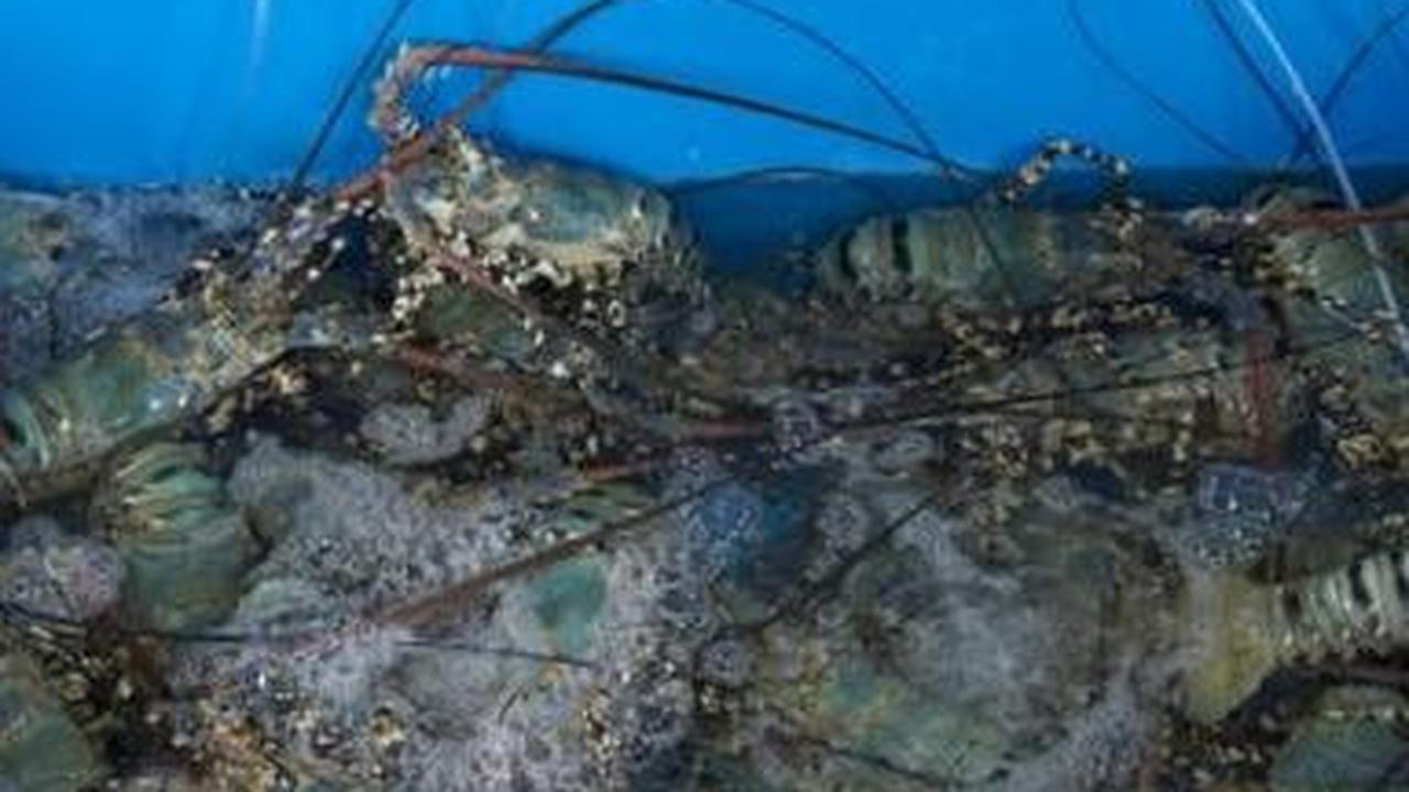 Kolaborasi dengan Vietnam Perbesar Peluang Indonesia Jadi Bagian Rantai Pasok Lobster Global