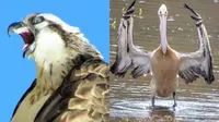 7 Potret Tingkah Burung Ini Kocak bak Tirukan Manusia, Bikin Geleng Kepala (Sumber: Bored Panda)