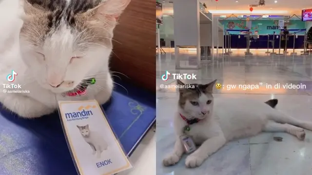 Enok, Kucing yang Jadi Karyawan Bank Mandiri cabang Braga, Bandung. (Sumber: TikTok @enok.mandiri)