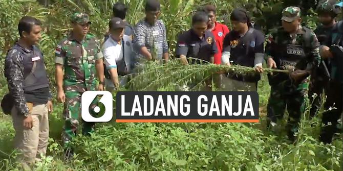 VIDEO: Ladang Ganja Seluas 2 Hektare Ditemukan di Perbatasan Papua