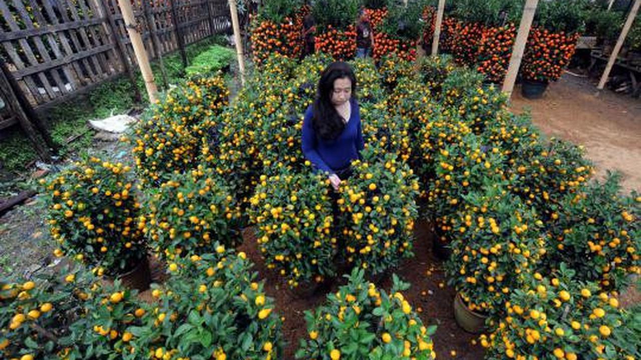 Jelang imlek, permintaan jeruk impor meningkat