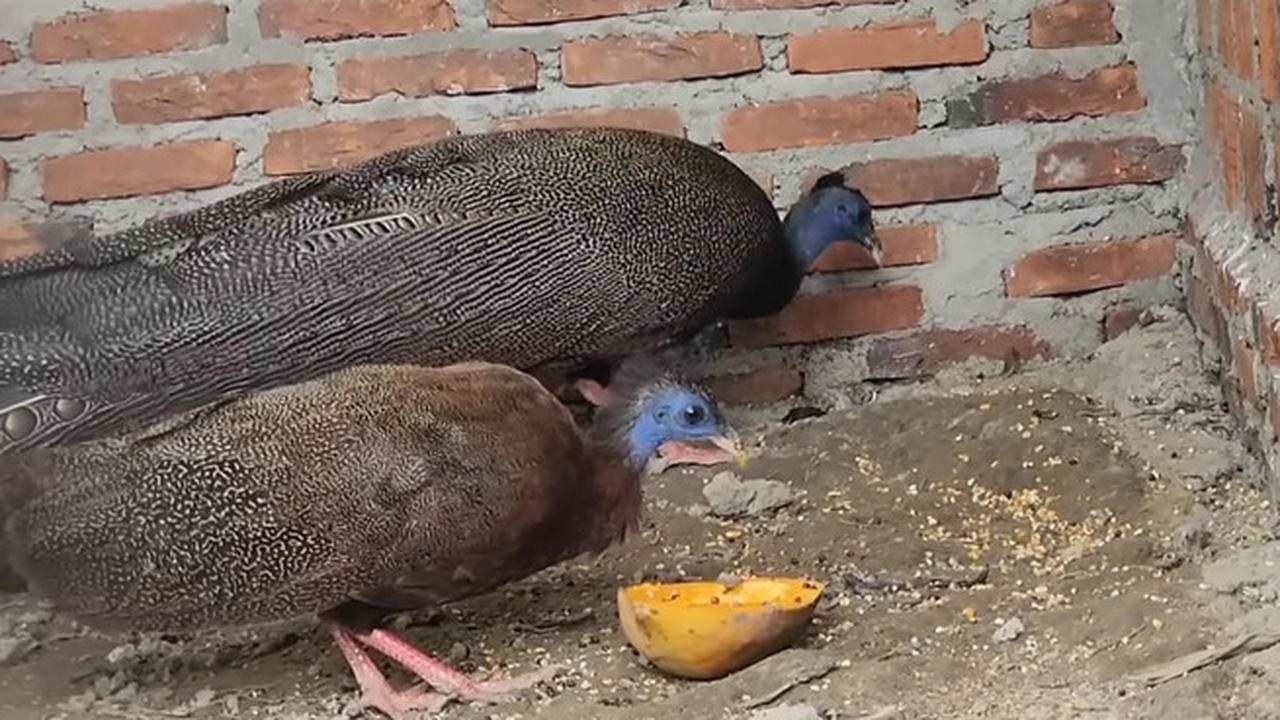 Sempat Dianggap Punah, Begini Penampakan Burung Kuau Raja Maskot Sumatera Barat