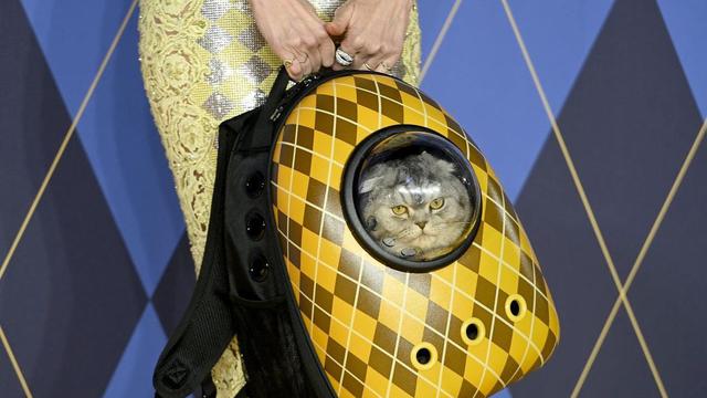 Kucing peliharaan Claudia Schiffer, Chip, dibawa menggunakan tas punggung. (Foto: Instagram Argylle Movie)