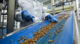 Seorang karyawan memeriksa ulat sebelum diproses menjadi bubuk protein di Ynsect di Dole, Prancis (8/2). Protein premium akan digunakan untuk budidaya dan gizi hewan peliharaan. (AFP/Sebastien Bozon)