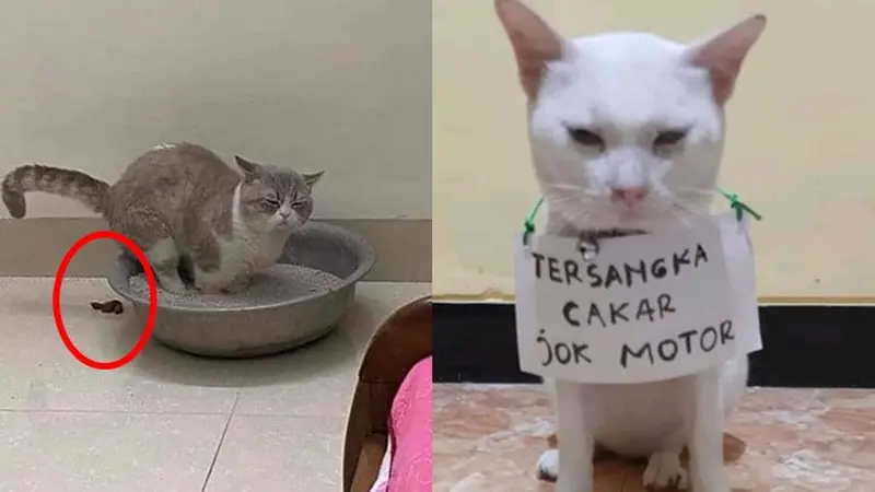 6 Potret Kocak Kucing Saat Bikin Ulah, Buat Majikannya Kesal