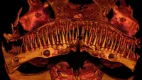 Ikan Lele Alien Gigi Runcing Bikin Para Ilmuwan Bingung