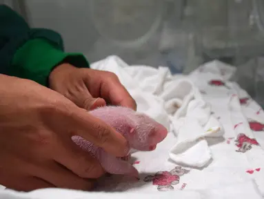 Seekor bayi panda yang baru dilahirkan dari hasil perkawinan campuran antara pasangan panda penangkaran dan panda liar di Provinsi Sichuan, Tiongkok barat daya, 31 Juli 2017. Bayi panda tersebut memiliki berat 216 gram. (STR / AFP)