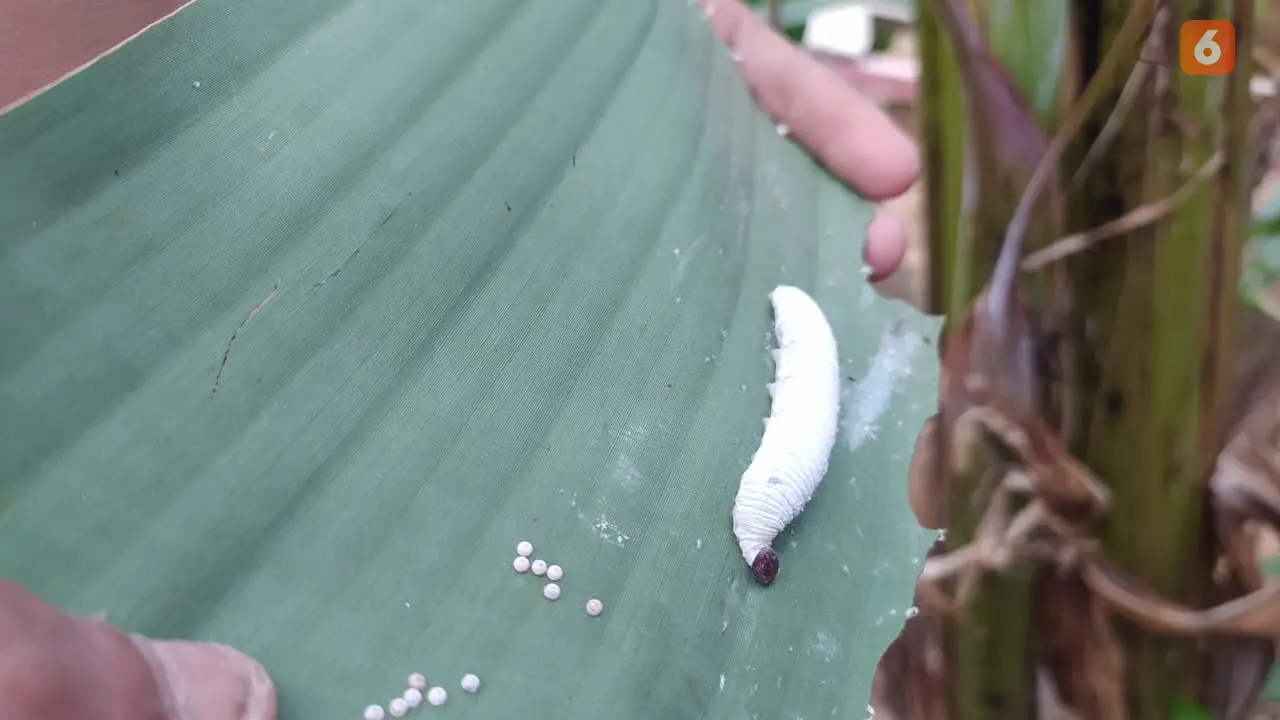 Hama Ulat atau dengan nama latin Erionota Thrax yang kerap merusak tanaman pisang petani Gorontalo (Arfandi Ibrahim/Liputan6.com)