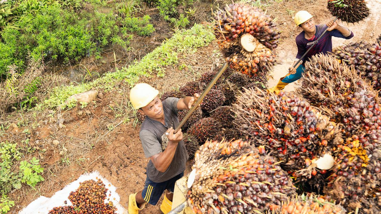 Jaga Operasional Perusahaan, PalmCo Dorong Karyawan Jadi Ahli Keselamatan dan Kesehatan Kerja