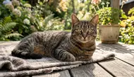 Kenapa Kucing Menatap Lama Tanpa Berkedip, Ini Arti Perilakunya