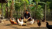 Pakan Alternatif Ayam Kampung yang Mudah Dicari di Desa, Murah dan Tetap Bergizi