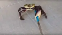 Seramnya Kepiting Gangster, Bisa Menghunus Pisau Sendiri