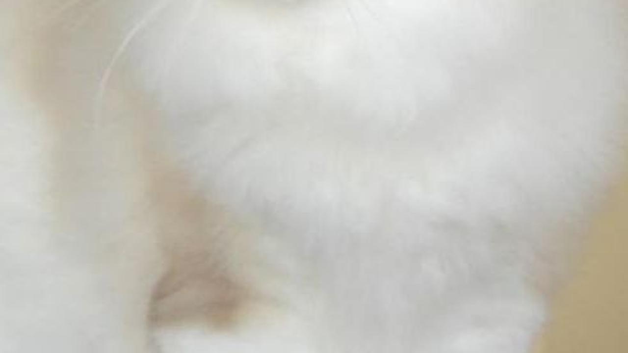 Ragdoll