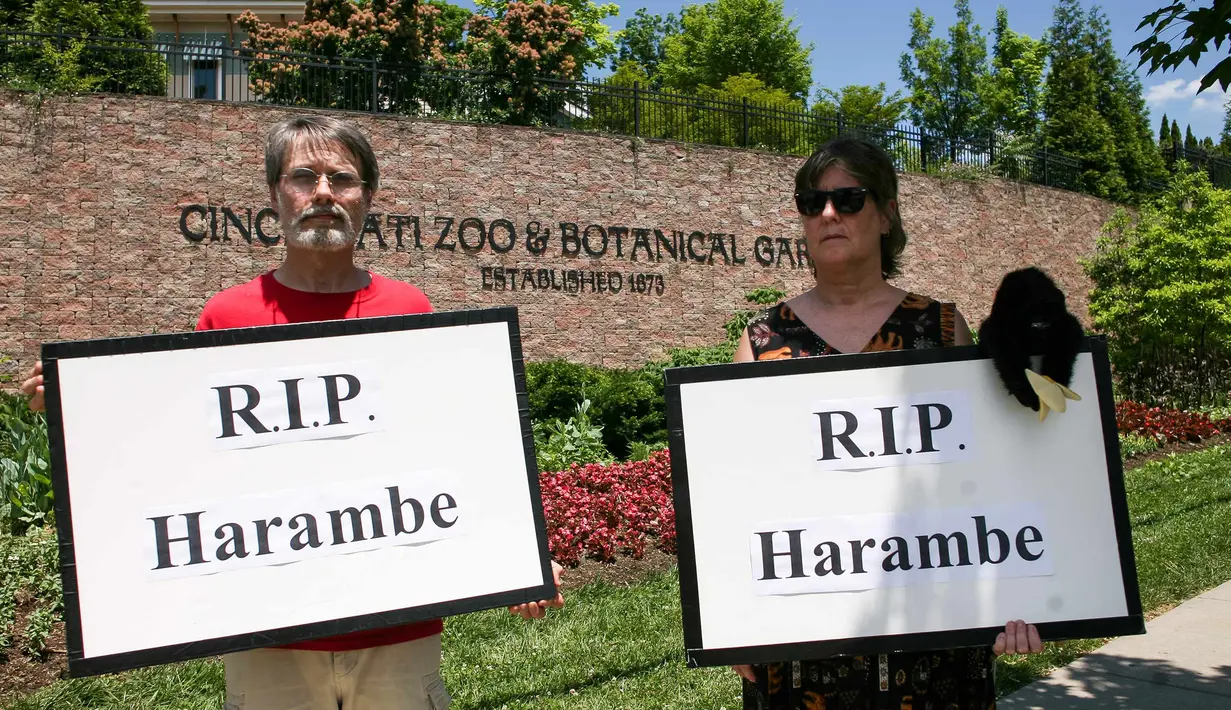 Dua warga membawa poster bertuliskan "RIP Harambe" di luar Kebun Binatang Cincinnati, Ohio, Senin (30/5). Mereka memprotes penembakan gorila setelah anak kecil berusia empat tahun jatuh ke kandang gorila jantan tersebut. (REUTERS/William Philpott)
