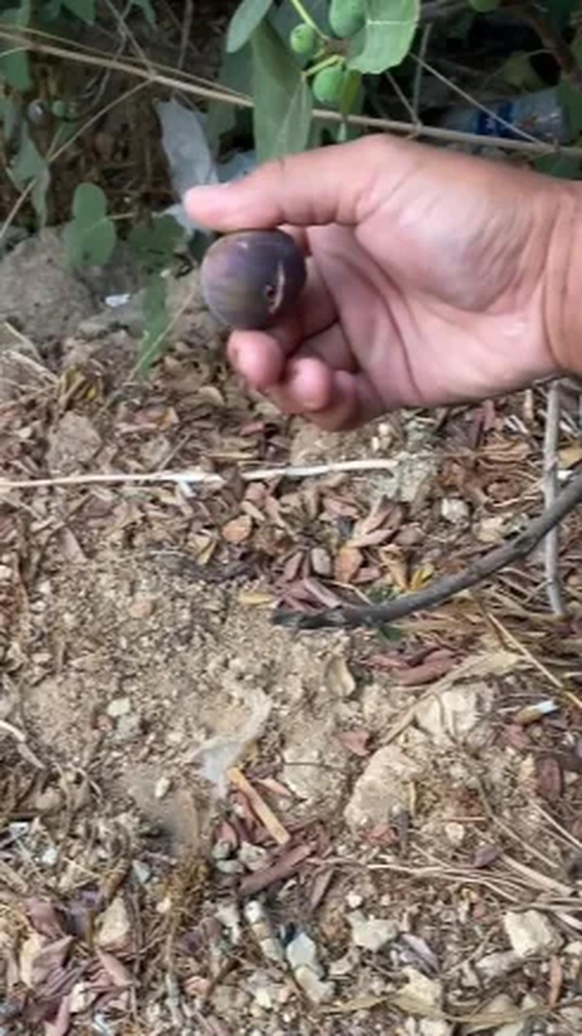 Prajurit TNI ini pun mencoba untuk mengambil satu buah tersebut. <br>