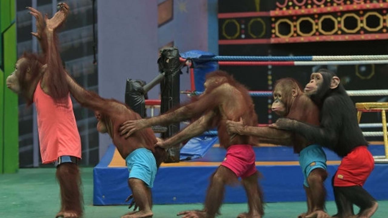 Aksi seru dan lucu orang utan bertanding Muay Thai