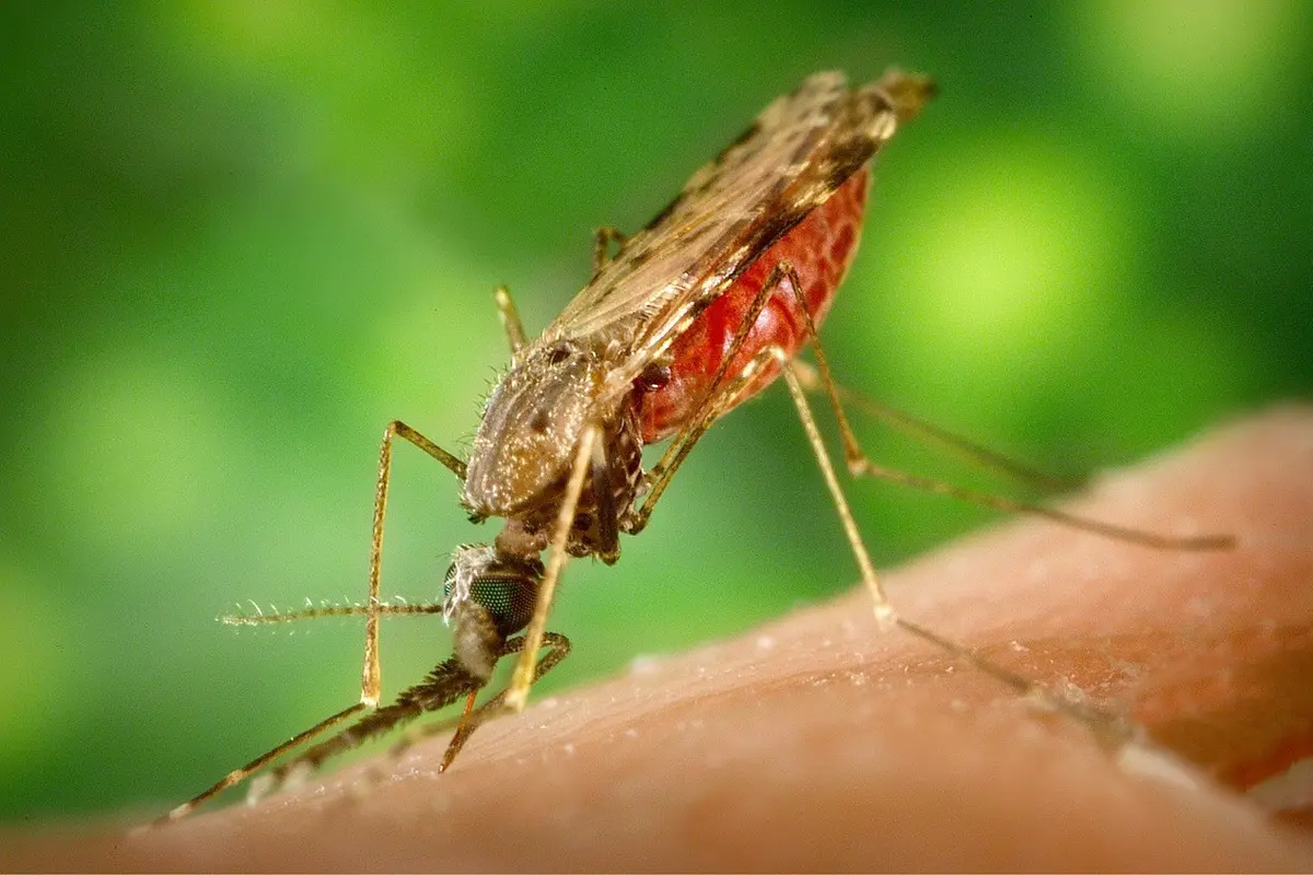 nyamuk anopheles penyebar malaria