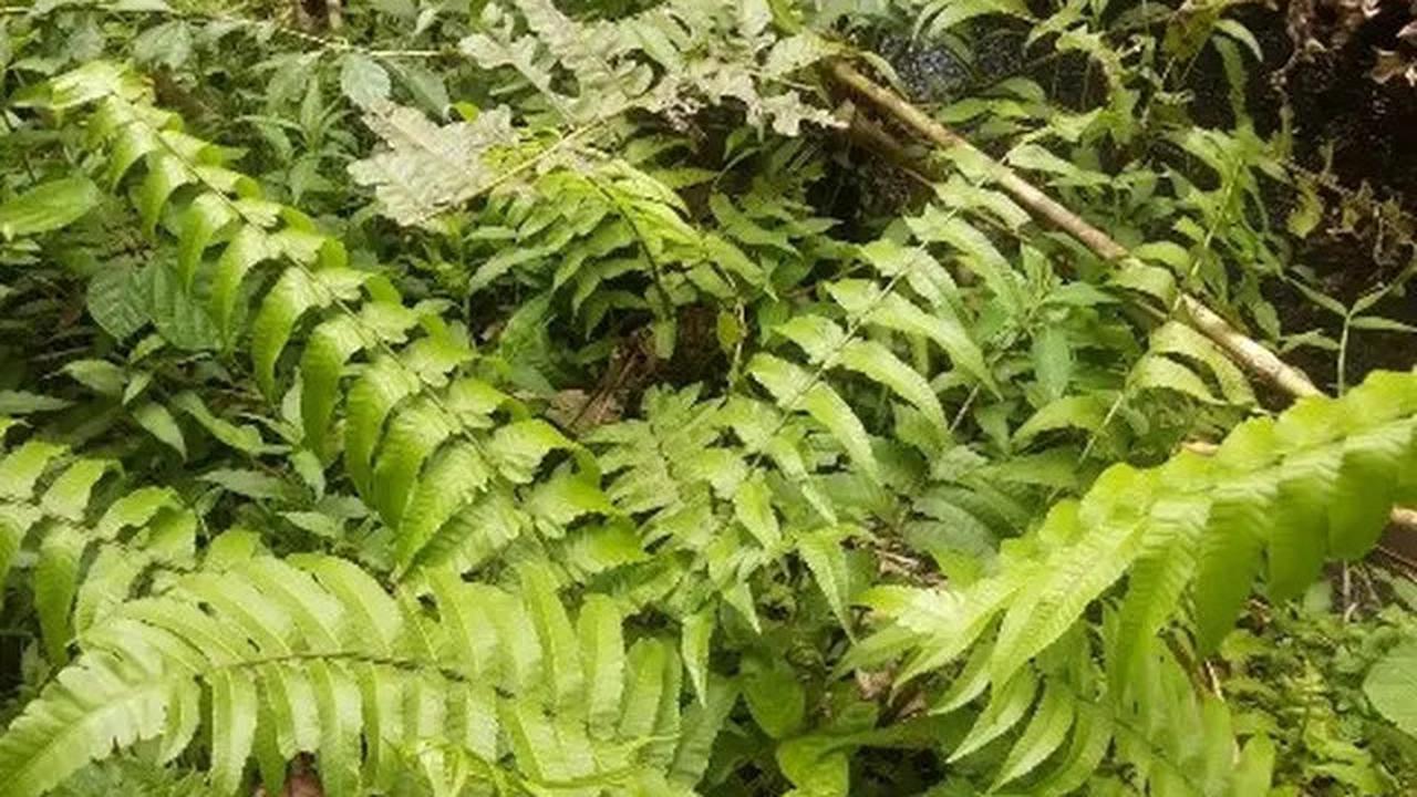 17 Tanaman yang Bikin Ular Betah di Pekarangan Rumah, Jarang Disadari