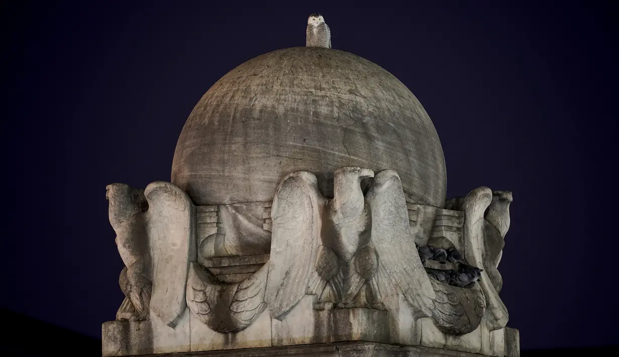 Burung hantu salju yang langka terlihat di atas bola marmer besar yang ditopang empat elang dari Christopher Columbus Memorial Fountain di pintu masuk Union Station di Washington, 8 Januari 2022. Burung hantu salju tampak mengunjungi gedung-gedung ikonik di ibu kota negara (AP Photo/Carolyn Kaster)