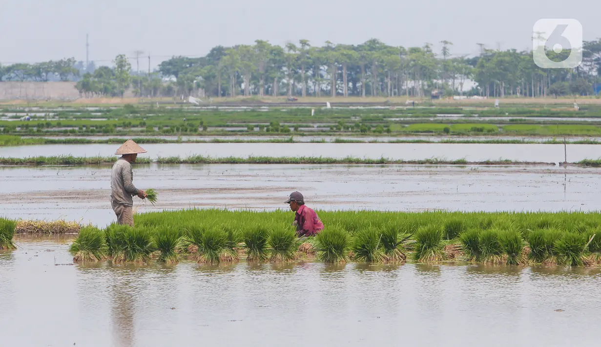 Petani menyiapkan lahan persawahan sebelum ditanami bibit padi di Tangerang Selatan, Jumat (15/10/2020). Lahan pertanian yang terbatas bisa dimanfaatkan dengan menanam tanaman pangan yang berusia pendek dan memiliki nilai ekonomis. (Liputan6.com/Fery Pradolo)