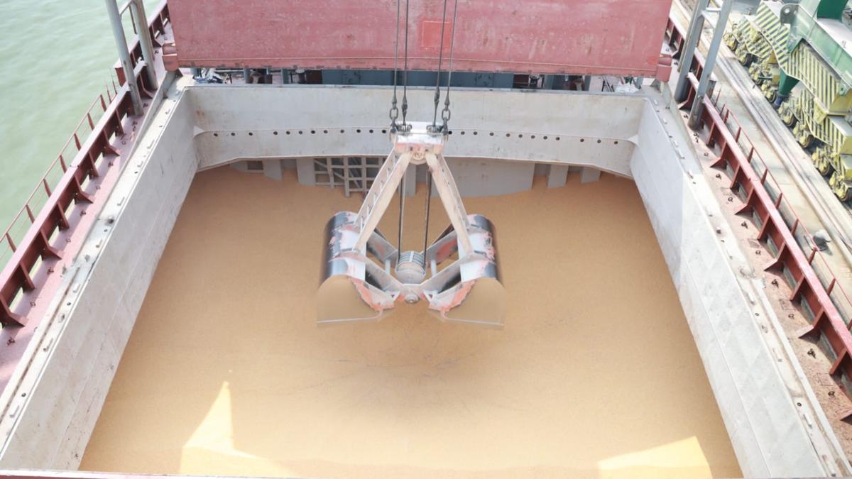 Bapanas Siapkan Rp 78,6 Miliar, Bulog Bakal Jual Murah Jagung ke Peternak 