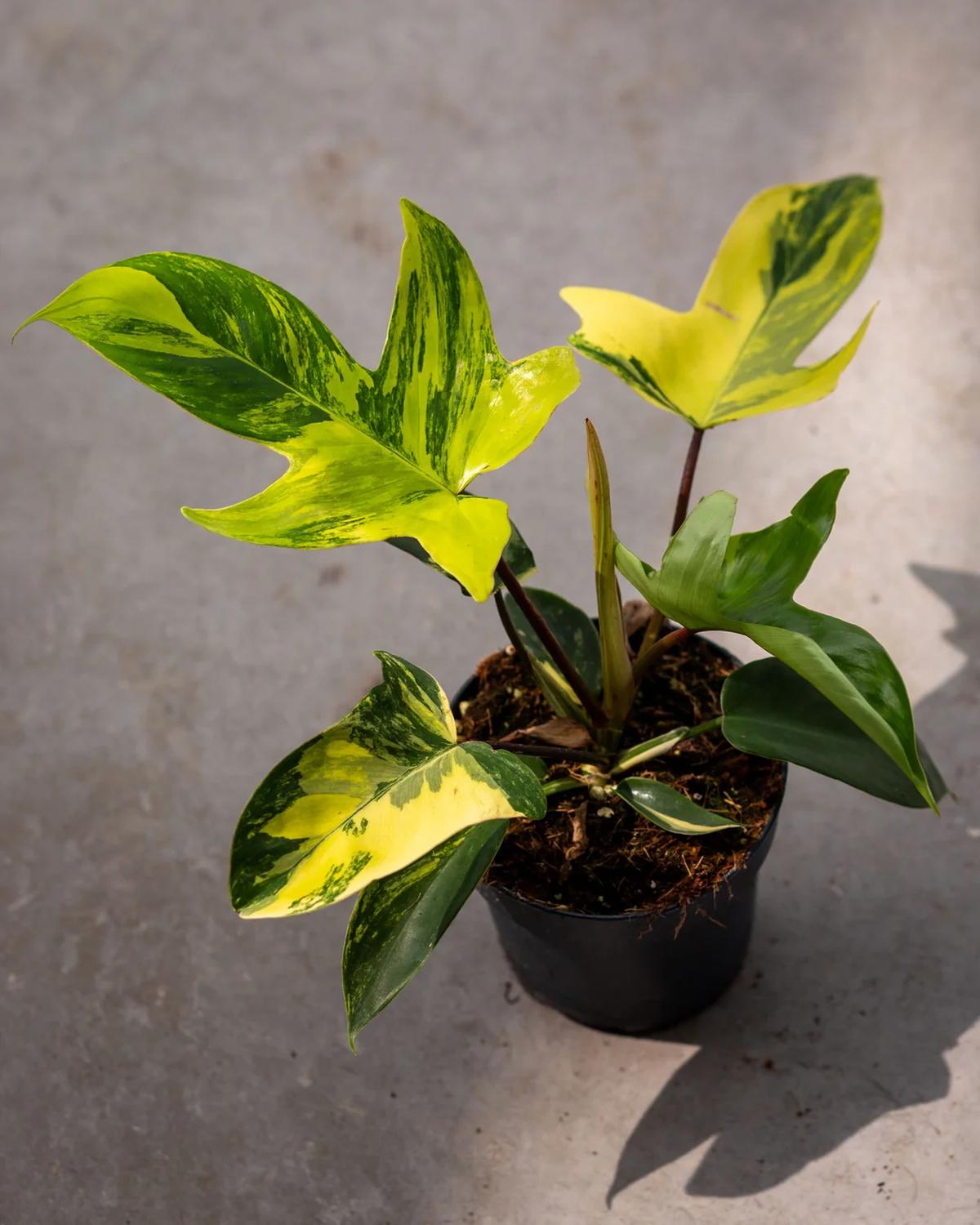 Philodendron Florida Beauty
