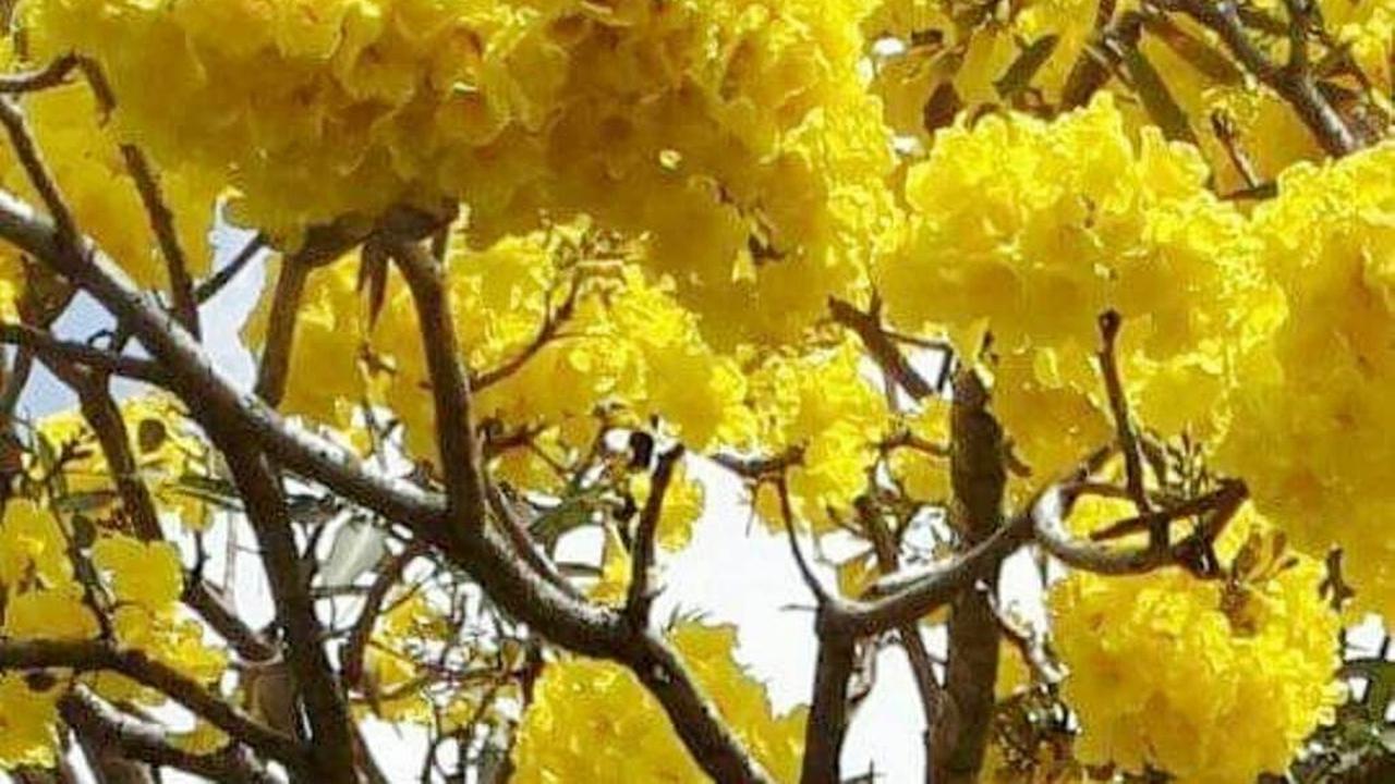 Tebebuya mekar serentak atau ‘Bloom’ di sepanjang Jalan Jenderal Soedirman, Purwokerto. (Liputan6.com/Muhamad Ridlo)
