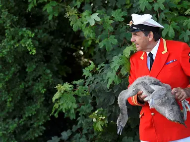 Petugas Penanda Angsa dan Pengasuh Angsa (Swan Marker) menangkap seekor angsa dalam Swan Upping di Shepperton, Inggris (18/7). Acara ini merupakan tradisi tahunan untuk menghitung jumlah angsa di Inggris. (REUTERS/Toby Melville)
