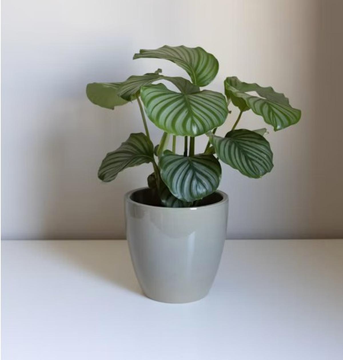 Calathea Orbifolia