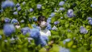 Pengunjung yang mengenakan masker menikmati bunga hydrangea bermekaran sepenuhnya di kuil Buddha Meigetsu-in di Kamakura, Tokyo, Jumat (11/6/2021).  (AP Photo/Kiichiro Sato)