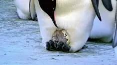 Bayi Pinguin yang baru menetas di Benua Antartika. BBC1 membuat sebuah dokumenter tentang perjalanan Pinguin kecil hingga menjadi dewasa. (Dailymail.co.uk)