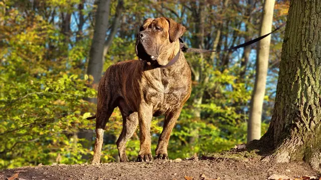 Presa Canario