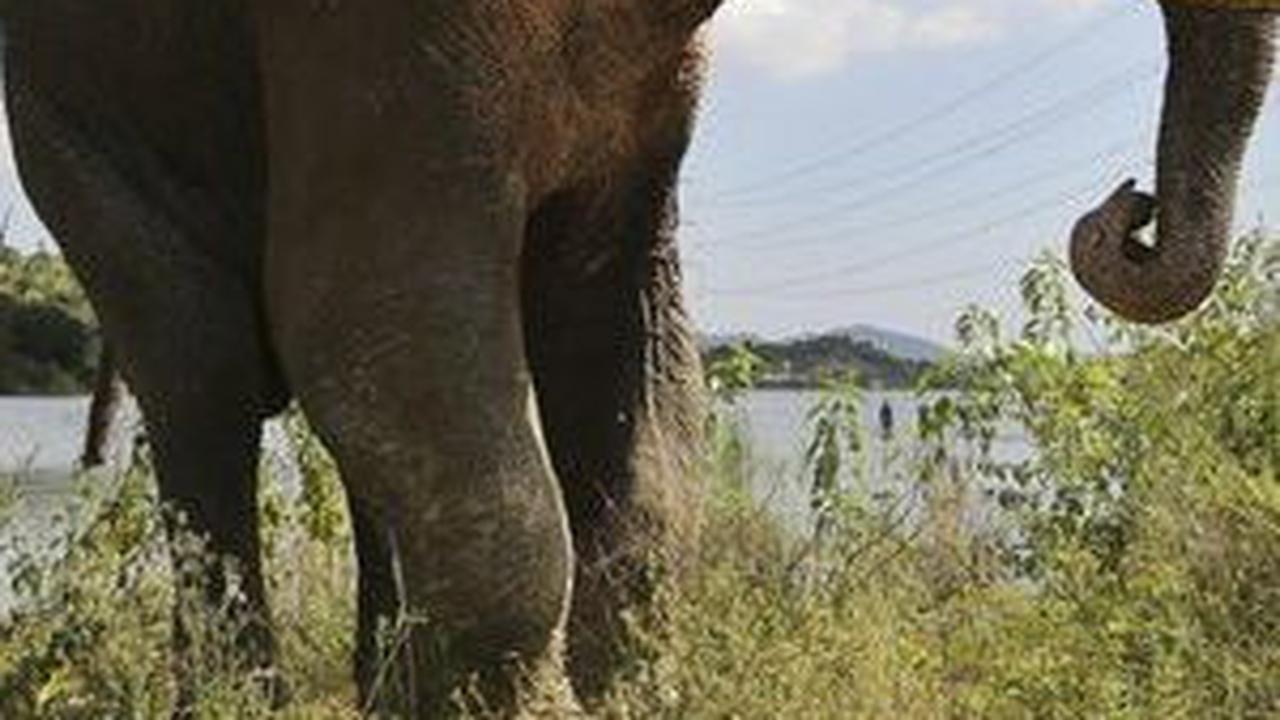 4. Gajah Asia