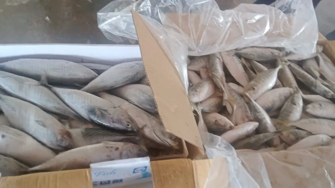 Ikan impor ilegal dari Malaysia. (Foto: Liputan6.com/Ajang Nurdin)
