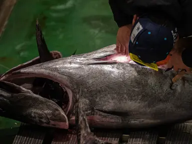 Pedagang grosir memeriksa tuna sirip biru selama pelelangan tuna Tahun Baru di pasar ikan Toyosu di Tokyo, Jepang, Rabu (5/1/2022). Dalam tradisi berbagai jenis ikan tuna berbagai ukuran hingga yang termahal ditampilkan dalam acara lelang Tahun Baru di pasar ikan Toyosu. (Philip FONG / AFP)